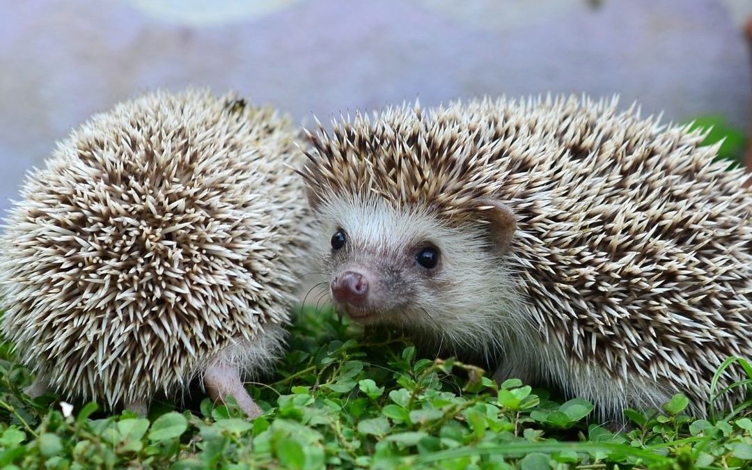 Two hedgehogs touching on a leafy surface