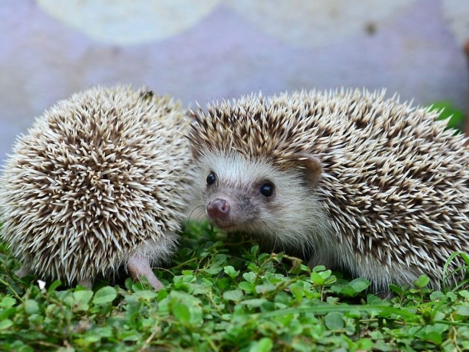 Two hedgehogs touching on a leafy surface